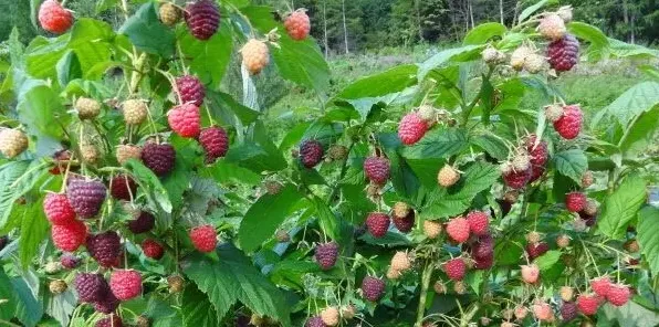 覆盆子的五个种植技术 | 生活常识