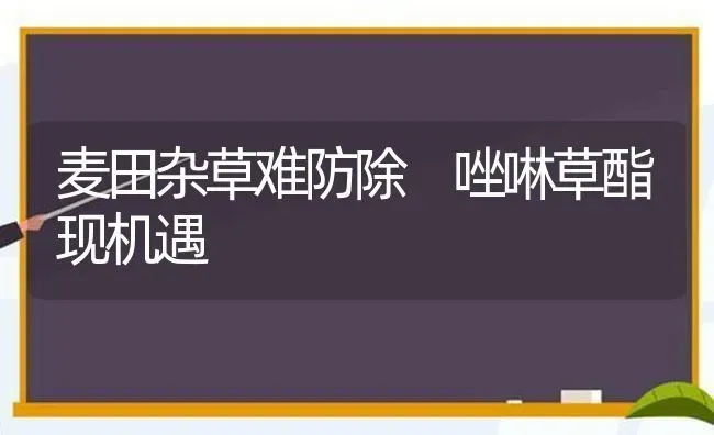 麦田杂草难防除 唑啉草酯现机遇 | 养殖技术大全