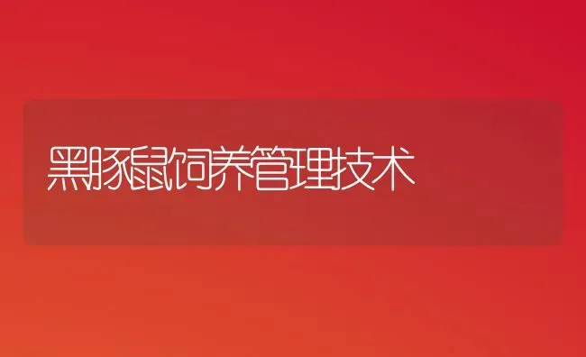 黑豚鼠饲养管理技术 | 养殖技术大全