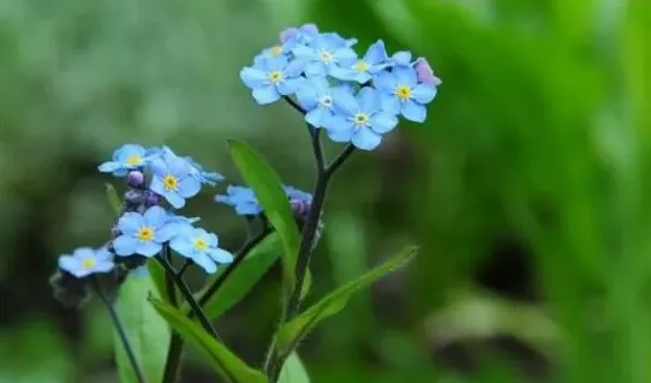 适合情人节送的花 | 实用知识