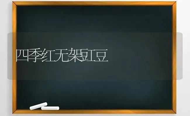 四季红无架豇豆 | 养殖知识