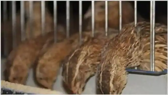 养殖鹌鹑的风险有哪些 | 农广天地