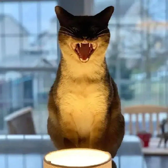 猫死后去千万不要埋,猫讲入土为安吗？