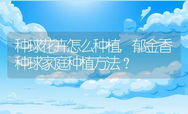 种球花卉怎么种植,郁金香种球家庭种植方法？ | 养殖科普