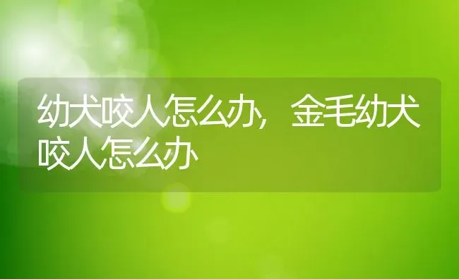 幼犬咬人怎么办,金毛幼犬咬人怎么办 | 养殖科普