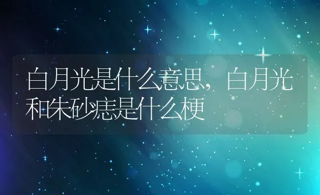 白月光是什么意思,白月光和朱砂痣是什么梗 | 养殖学堂