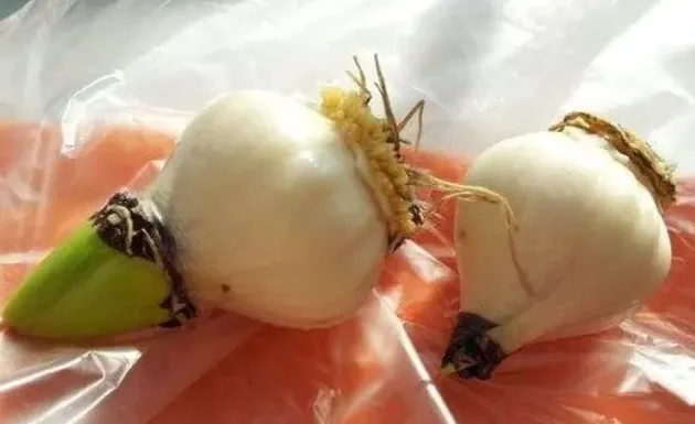 水培风信子大全,风信子水培方法？