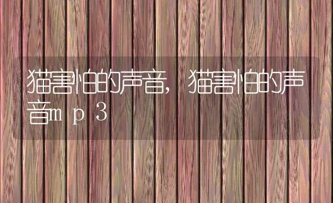 猫害怕的声音,猫害怕的声音mp3 | 养殖资料
