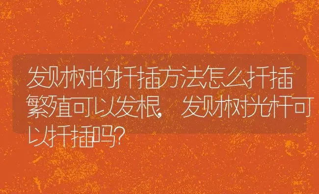 发财树的扦插方法怎么扦插繁殖可以发根,发财树光杆可以扦插吗？ | 养殖科普