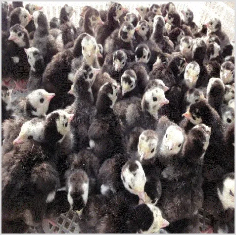 火鸡苗养殖技术 | 农广天地