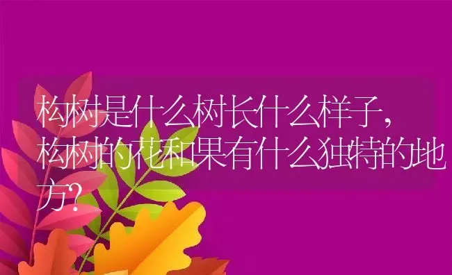 构树是什么树长什么样子,构树的花和果有什么独特的地方？ | 养殖科普