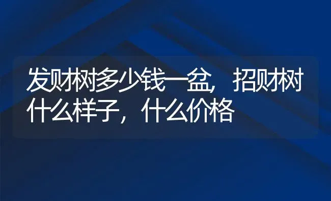 发财树多少钱一盆,招财树什么样子，什么价格 | 养殖学堂