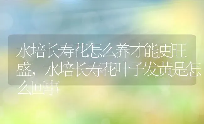 水培长寿花怎么养才能更旺盛,水培长寿花叶子发黄是怎么回事 | 养殖学堂