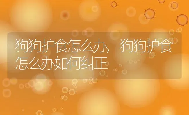 狗狗护食怎么办,狗狗护食怎么办如何纠正 | 养殖科普