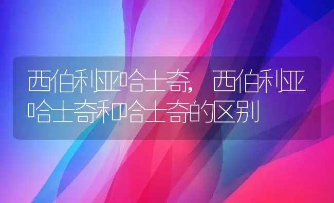 西伯利亚哈士奇,西伯利亚哈士奇和哈士奇的区别 | 养殖科普