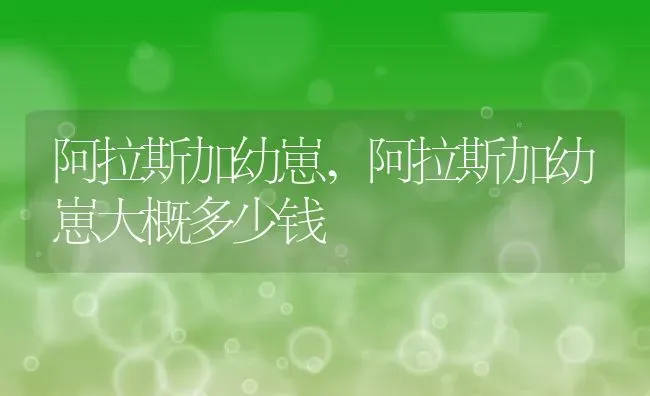 阿拉斯加幼崽,阿拉斯加幼崽大概多少钱 | 养殖资料