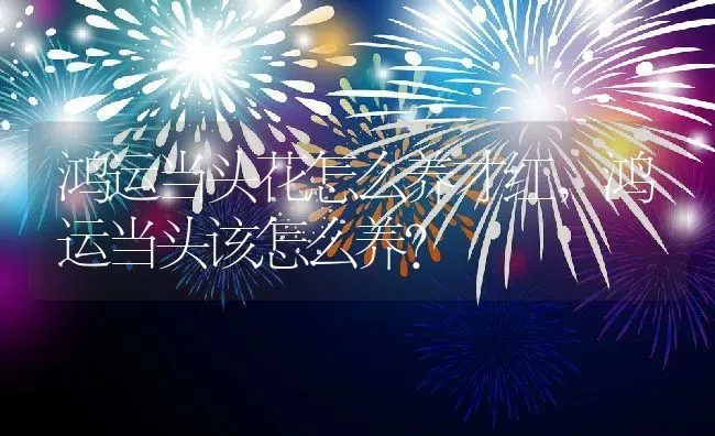 鸿运当头花怎么养才红,鸿运当头该怎么养？ | 养殖科普