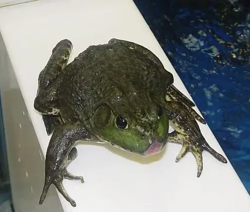 牛蛙养殖技术要点 | 生活妙招