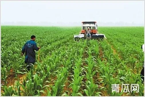 怎么提高玉米产量？学会这三个种植小技巧 | 生活常识