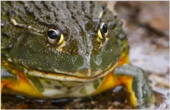 牛蛙养殖技术要点 | 生活妙招