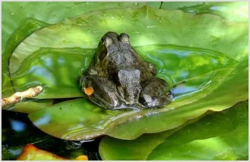 牛蛙养殖技术要点 | 生活妙招