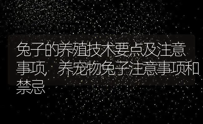 兔子的养殖技术要点及注意事项,养宠物兔子注意事项和禁忌 | 养殖学堂