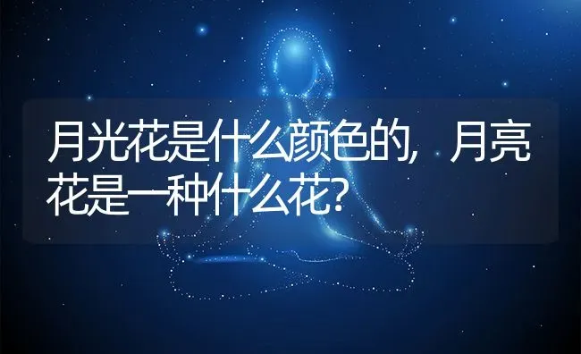 月光花是什么颜色的,月亮花是一种什么花？ | 养殖科普