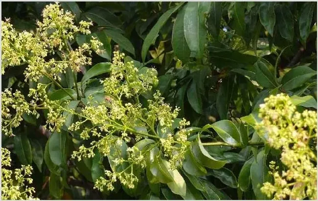 春季有哪些主要蜜源植物？ | 生活妙招