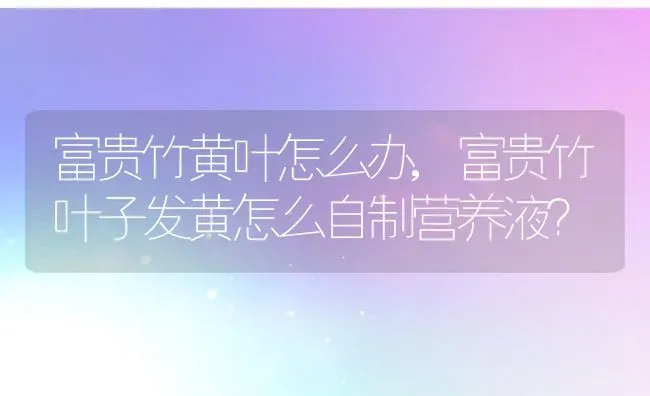 富贵竹黄叶怎么办,富贵竹叶子发黄怎么自制营养液？ | 养殖科普