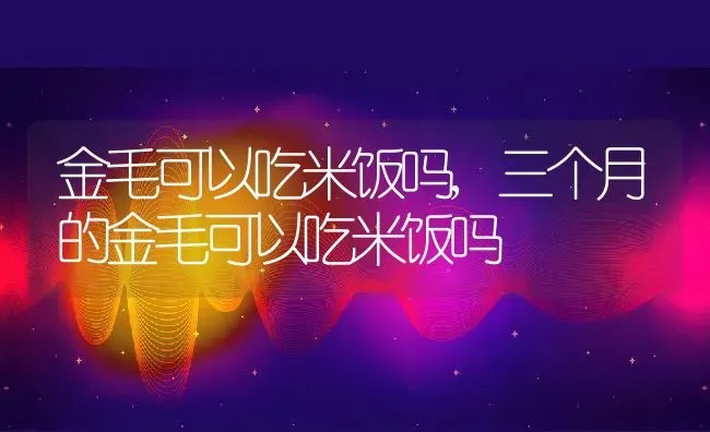 金毛可以吃米饭吗,三个月的金毛可以吃米饭吗 | 养殖科普