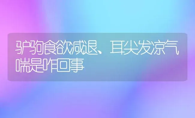 驴驹食欲减退、耳尖发凉气喘是咋回事 | 养殖知识