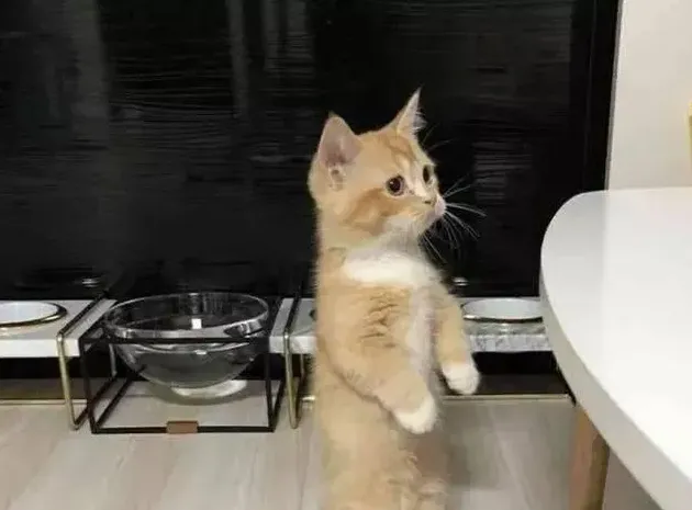 养猫一个月多少钱,养一只普通家猫一般每个月花费多少？