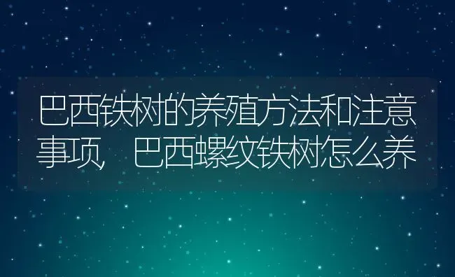 巴西铁树的养殖方法和注意事项,巴西螺纹铁树怎么养 | 养殖学堂