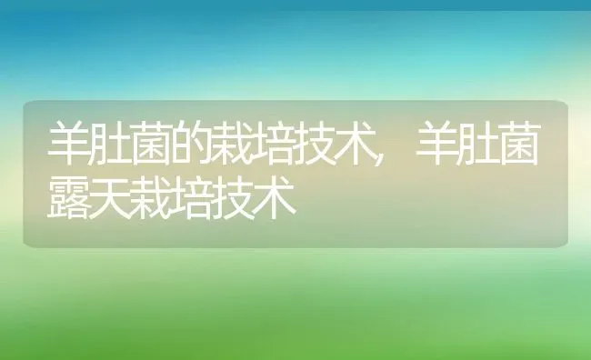 羊肚菌的栽培技术,羊肚菌露天栽培技术 | 养殖学堂