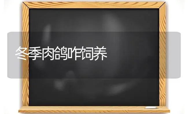 冬季肉鸽咋饲养 | 养殖知识