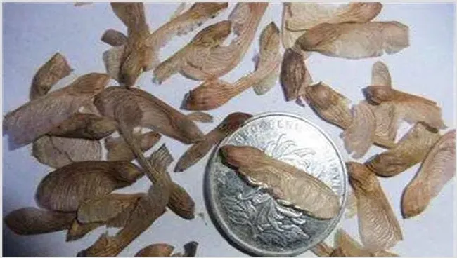 红枫树苗的种植技巧 | 生活妙招