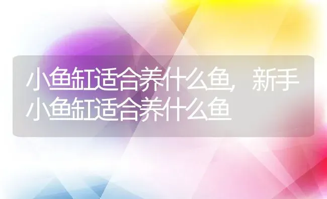 小鱼缸适合养什么鱼,新手小鱼缸适合养什么鱼 | 养殖资料