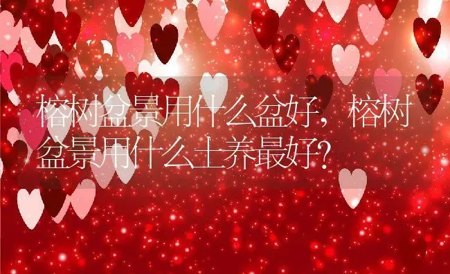 榕树盆景用什么盆好,榕树盆景用什么土养最好？ | 养殖科普