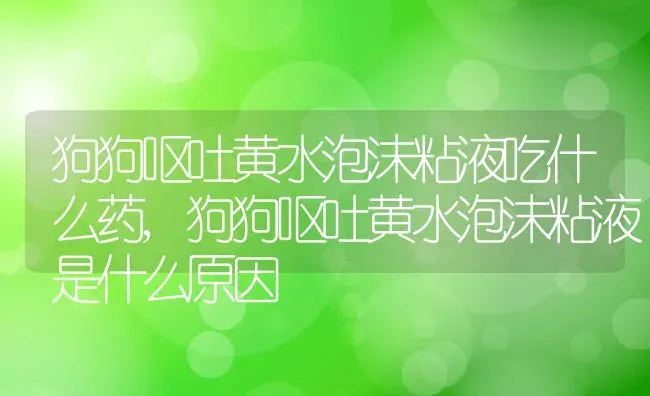 狗狗呕吐黄水泡沫粘液吃什么药,狗狗呕吐黄水泡沫粘液是什么原因 | 养殖科普