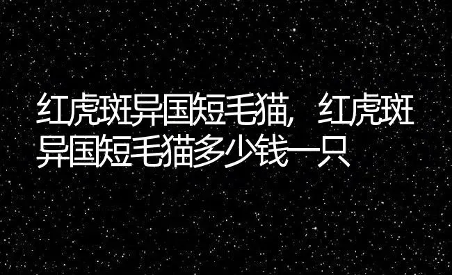 红虎斑异国短毛猫,红虎斑异国短毛猫多少钱一只 | 养殖资料