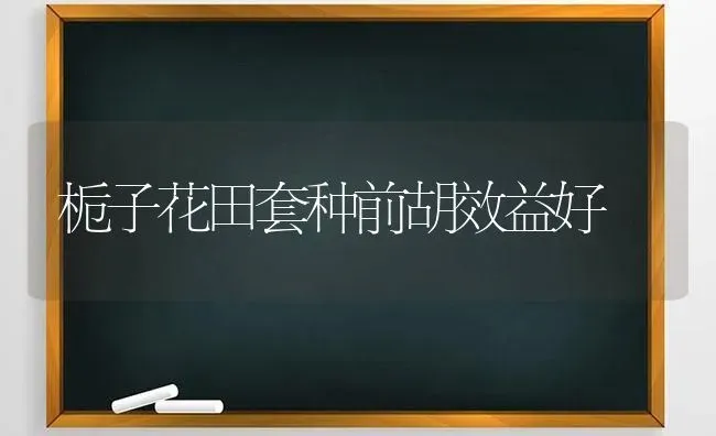 栀子花田套种前胡效益好 | 养殖技术大全