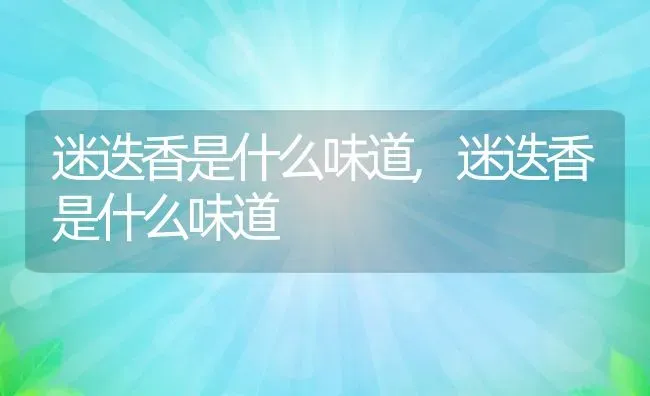 迷迭香是什么味道,迷迭香是什么味道 | 养殖科普