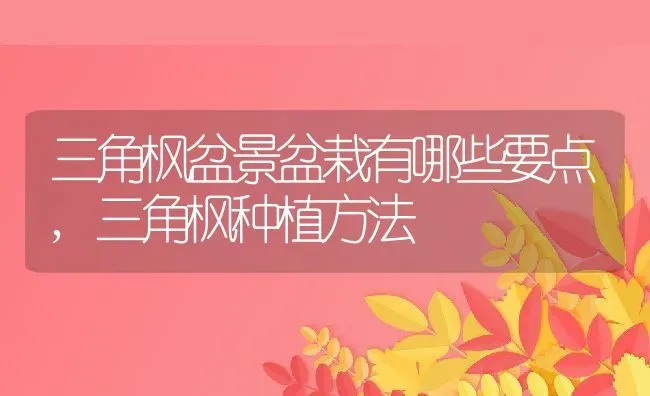 三角枫盆景盆栽有哪些要点,三角枫种植方法 | 养殖学堂