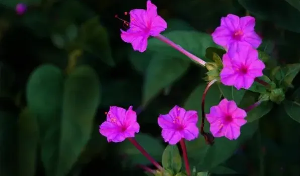 夜来香花有毒吗 | 农广天地