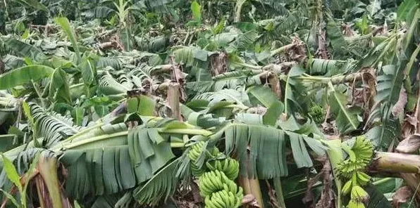 香蕉断蕾的时间及断蕾后的管理要点 | 实用知识