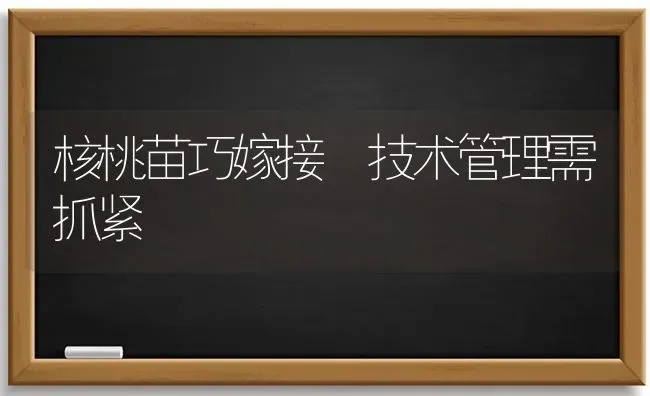 核桃苗巧嫁接 技术管理需抓紧 | 养殖知识