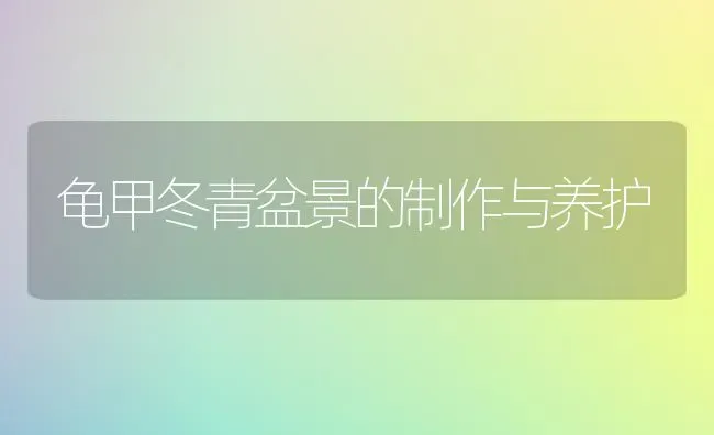 龟甲冬青盆景的制作与养护 | 养殖知识