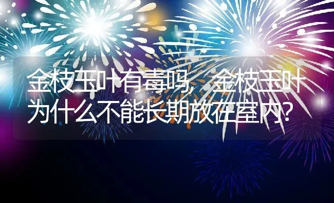 金枝玉叶有毒吗,金枝玉叶为什么不能长期放在室内？ | 养殖科普