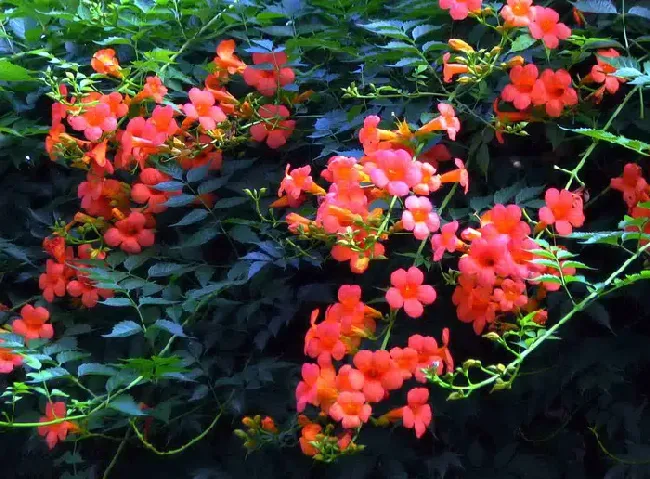 凌霄花怎么种植,凌霄花种植方法及养护？