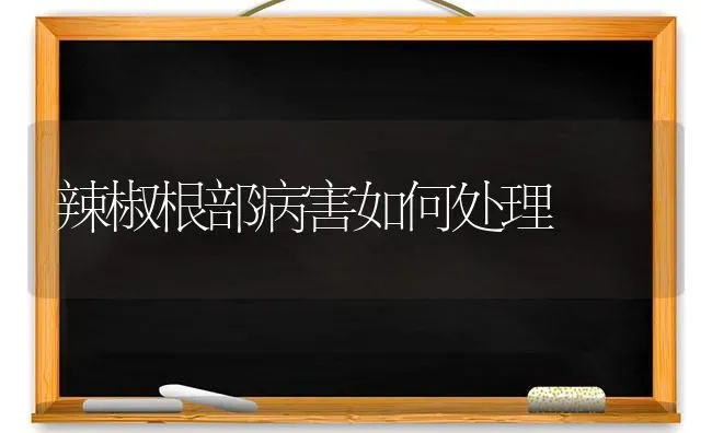 辣椒根部病害如何处理 | 养殖技术大全